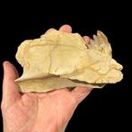 Fossiele tanden - Basilosaurus - 14 cm - 9 cm