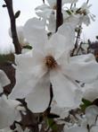 Magnolia ×loebneri 'Merrill' - Beverboom