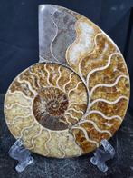Beautiful big Ammonite - Gefossiliseerd dier - Aioloceras
