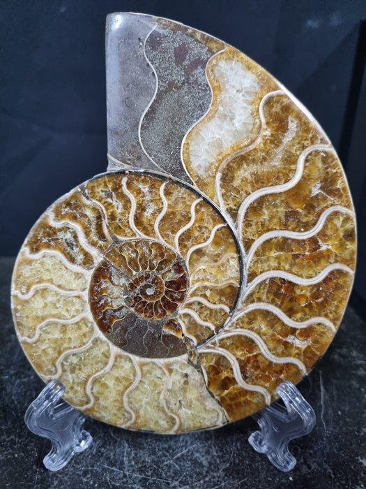Beautiful big Ammonite - Gefossiliseerd dier - Aioloceras, Verzamelen, Mineralen en Fossielen