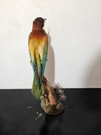 Bijeneter Taxidermie volledige montage - Merops apiaster -, Nieuw