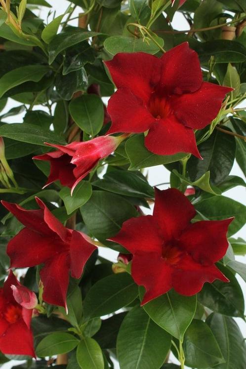Sundaville Rek - Burgundy, Tuin en Terras, Planten | Tuinplanten, Ophalen of Verzenden