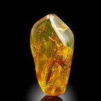 Spectaculair! NATUURLIJK! Goud Baltisch Amber Gepolijste -