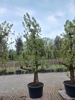 Oude peer fruitboom Doyenne du Comice, Tuin en Terras, Planten | Bomen, Ophalen