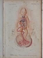 Charles Dessalines DOrbigny - Lot. of 10 plates -