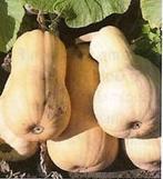 Mathilda pompoen basiseenheid zaden, Hobby en Vrije tijd, Ophalen of Verzenden, Nieuw