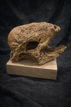 Dinosaurus - Fossiele schedel - Stegoceras validum REPLICA -
