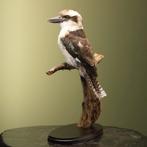 Kookaburra Taxidermie Opgezette Dieren By Max, Ophalen of Verzenden, Nieuw, Vogel, Opgezet dier