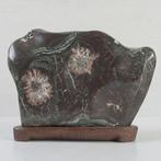 Grote natuurlijke chrysanthemumsteen (Suiseki) - diepe