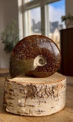 Ammoniet - Gefossiliseerde schelp - Ammonite indet. - 12 cm