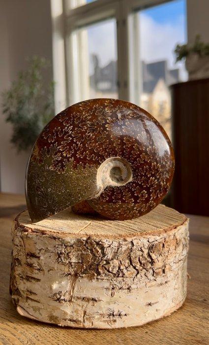 Ammoniet - Gefossiliseerde schelp - Ammonite indet. - 12 cm, Antiek en Kunst, Curiosa en Brocante