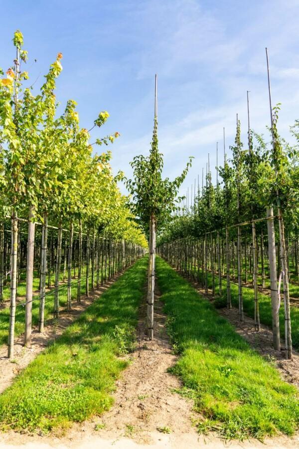 Cornus mas hoogstam, Tuin en Terras, Planten | Tuinplanten