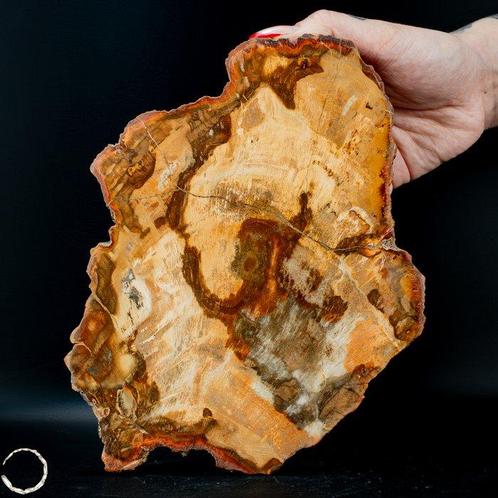 Grote Buitengewone Handgepolijste Schijf van Versteend Hout, Verzamelen, Mineralen en Fossielen
