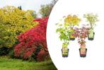 Set van 4 Japanse esdoorns (20 - 30 cm), Tuin en Terras, Planten | Tuinplanten