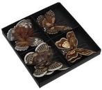 Vlinders Bruin tinten met clip 8 cm pak 8 stuks, Huis en Inrichting, Ophalen of Verzenden, Nieuw