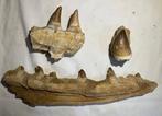 Mosasaurus - Fossiele tanden - mosasaurus - 33.5 cm - 5 cm, Verzamelen, Mineralen en Fossielen