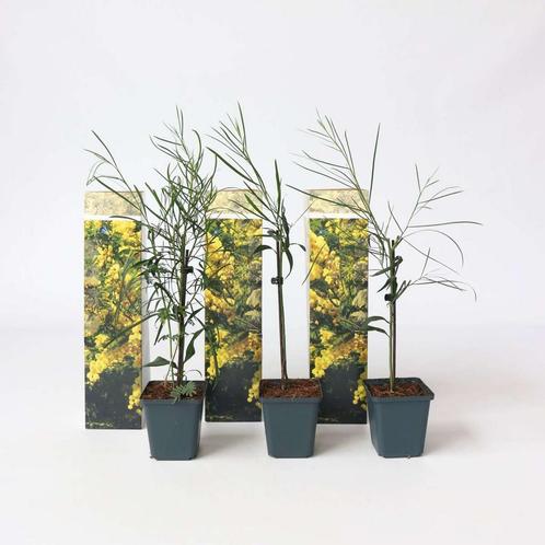 Acacia dealbata Mimosa - Set van 6 - Struik, Tuin en Terras, Planten | Tuinplanten, Verzenden