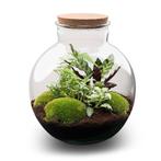 DIY Planten terrarium (met verlichting) - Bolder Bob - Ø 31, Verzenden