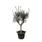 Olea Europaea Cultivo | 230cm - Ø45cm, Verzenden