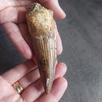 Dinosaurus - Fossiele tand - Spinosaurus aegyptiacus - 108, Verzamelen