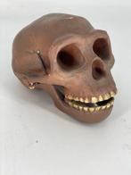 Homo erectus - museumcopie Sinantrophus Schedel -, Antiek en Kunst