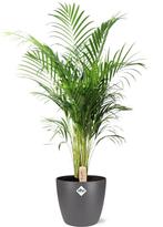 Dypsis Lutescens (Areca) - Ø24cm - 110cm + Pot Brussels D25, Verzenden