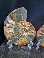 Large cut Ammonite Aioloceras sp. - Hoogte: 148 mm -