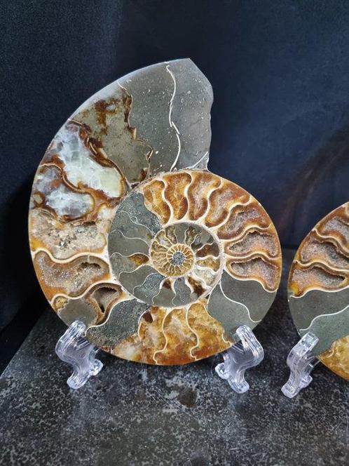 Large cut Ammonite Aioloceras sp. - Hoogte: 148 mm -, Verzamelen, Mineralen en Fossielen