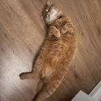 Gemeubileerde kamer met mogelijkheid tot registrat..., Huizen en Kamers, Amsterdam