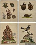 George Edwards (XVIII) - A Natural History of Uncommon Birds