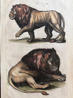 Matthäus I Merian (1593-1650) - Leoni - Historia Naturalis