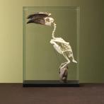 Trompetneushoornvogel M Skelet, Ophalen of Verzenden, Nieuw, Vogel, Opgezet dier