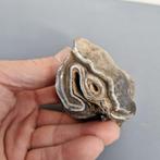 Wolharige neushoorn - Fossiele kies - Coelodonta, Verzamelen, Mineralen en Fossielen
