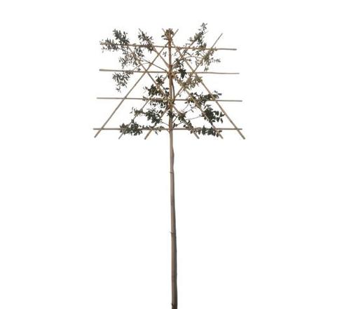Lei-steeneik - Quercus Ilex - Omtrek: 10-14 cm | Hoogte: 320, Tuin en Terras, Planten | Bomen, Ophalen of Verzenden
