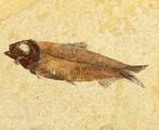 Uitstekende fossiele vis - Gefossiliseerd dier - Knightia, Verzamelen, Mineralen en Fossielen