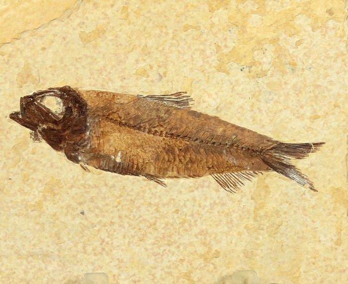 Uitstekende fossiele vis - Gefossiliseerd dier - Knightia, Verzamelen, Mineralen en Fossielen