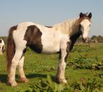 jonge Irish Cobs / Tinkers, Dieren en Toebehoren, Paarden, Minder dan 160 cm, 0 tot 2 jaar, Onbeleerd, Meerdere dieren