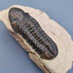 Trilobiet - Gefossiliseerd dier - Phacops rana africana -, Verzamelen, Mineralen en Fossielen