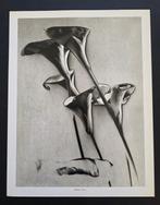 Man Ray (1890–1976) - Flowers, 1931, Antiek en Kunst