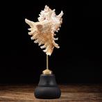 Decoratieve Ramose Murex Zeeslak Schelp op Pedestal -, Verzamelen, Nieuw