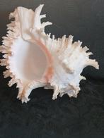 Koraal Zeeschelp - Murex Ramosus (Zonder minimumprijs)
