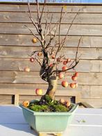 malus halliana bonsai in mooie bonsaischaal - Hoogte (boom):