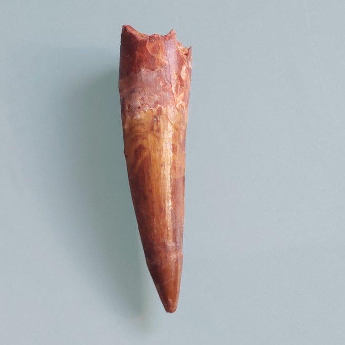 Dinosaurus - Fossiele tand - Spinosaurus aegyptiacus - 80 mm, Verzamelen, Mineralen en Fossielen