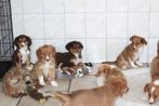 Nova scotia duck tolling retriever x Border collie pups, Dieren en Toebehoren, Honden | Retrievers, Spaniëls en Waterhonden, Nederland
