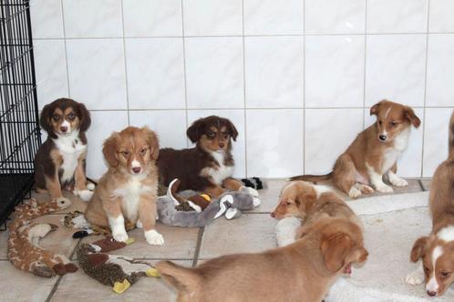 Nova scotia duck tolling retriever x Border collie pups, Dieren en Toebehoren, Honden | Retrievers, Spaniëls en Waterhonden, Meerdere