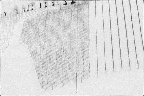Franco Turcati - Langhe inverno (592), Antiek en Kunst, Kunst | Schilderijen | Modern