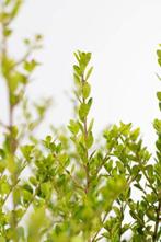 Japanse Hulst / Ilex Crenata Green Hedge 80-100cm, Vaste plant, Lente, Verzenden, Volle zon