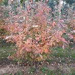 Krentenboom - Amelanchier lamarckii - meerstammig - Hoogte:, Ophalen of Verzenden