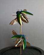 Kevel Taxidermie volledige montage - Sternocera ruficornis -, Verzamelen, Nieuw