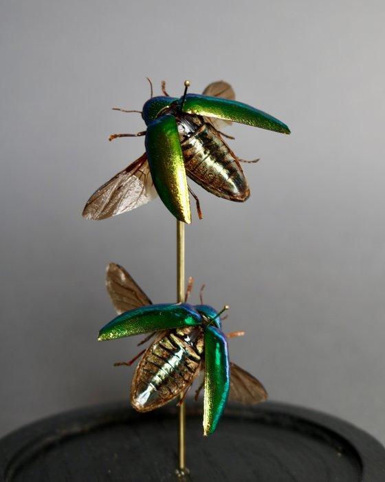 Kevel Taxidermie volledige montage - Sternocera ruficornis -, Verzamelen, Dierenverzamelingen